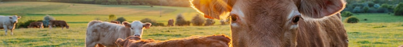 Personal injury legal training header