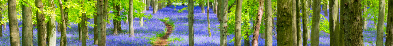 Personal injury legal training header